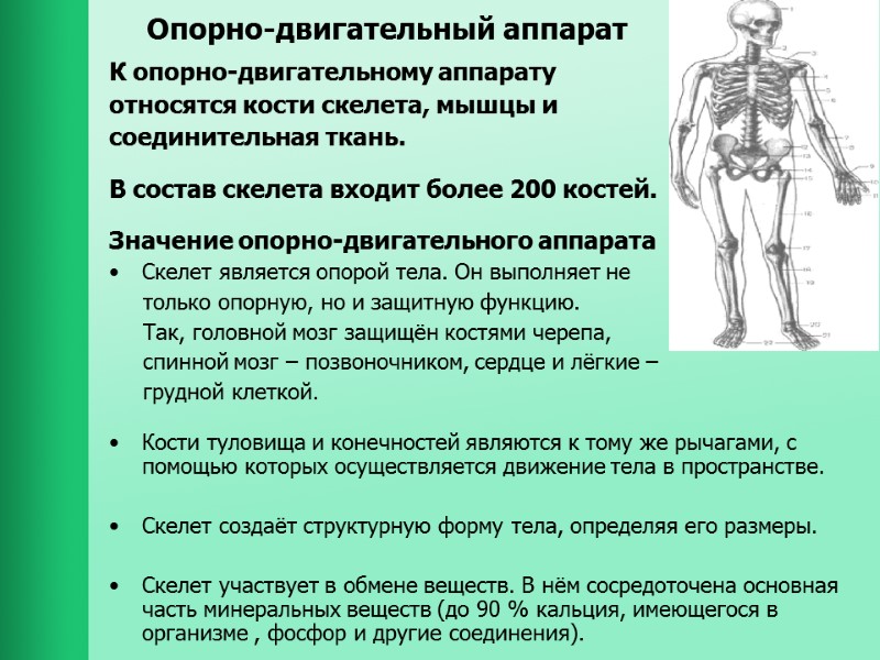 Опорно-двигательный аппарат К опорно-двигательному аппарату  относятся кости скелета, мышцы и  соединительная ткань.